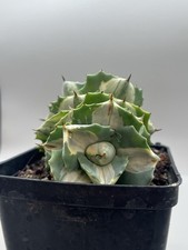 Agave Isthmensis Ohi Raijin