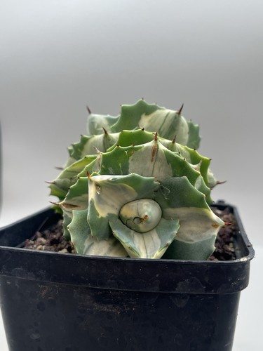 Agave isthmensis ohi raijin - isthmensis,