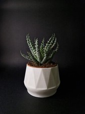 Vaso, Portavaso, Vaso stampato