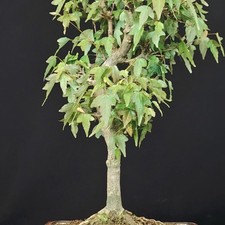 BONSAI ACERO Tridente Acer