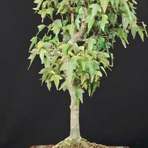 Bonsai acero tridente - bonsai,