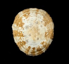 Conchiglia cellana - conchiglia,