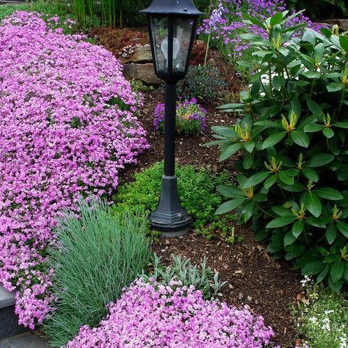 Phlox tappeto fiore fiamma - phlox,
