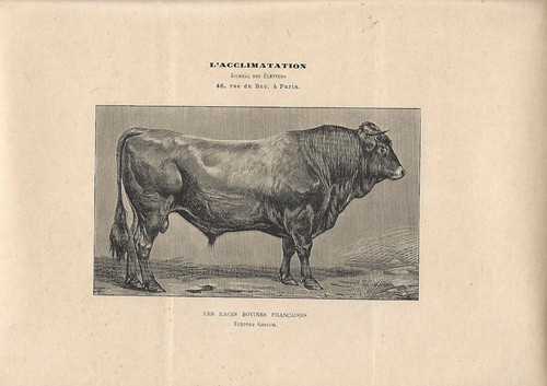 Stampa antica toro razza - antica,