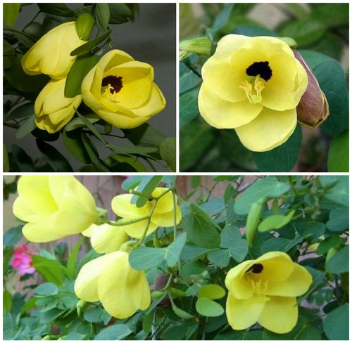 Semi bauhinia tomentosa - semi,