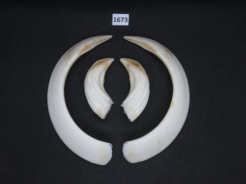 Wild boar tusks - (no., 1673)