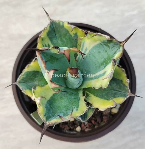 Agave americana giallo - americana,