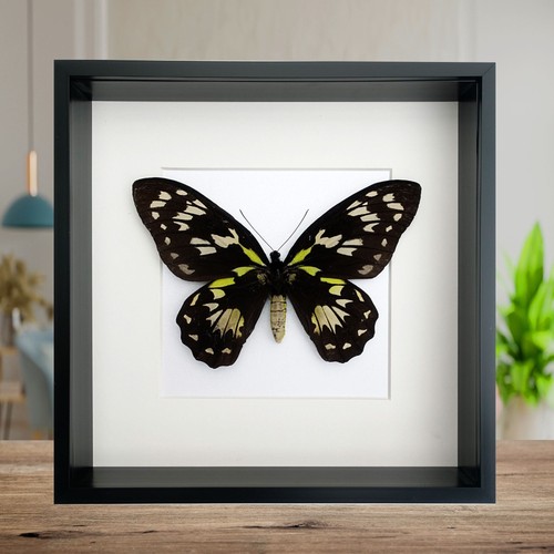 Ornithoptera - ornithoptera,