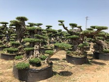 Ulivo olivo olea europea - olivo,