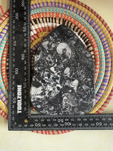 Goniatite and orthoceras - goniatite,