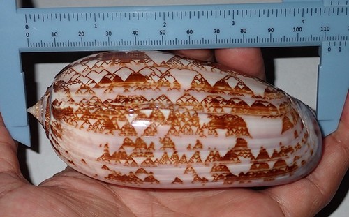 113 huge oliva - huge, porphyria