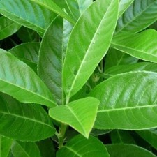 Lauroceraso prunus - lauroceraso, "prunus