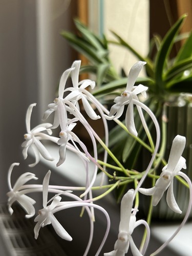 Neofinetia falcata profumo