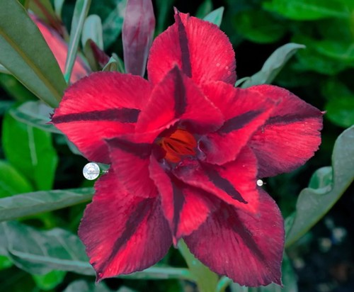 Adenium obesum fiamma - adenium,