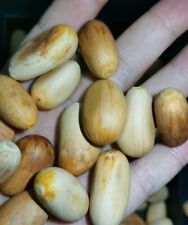 Semi di Manikensis Encephalartos 5/10 pezzi