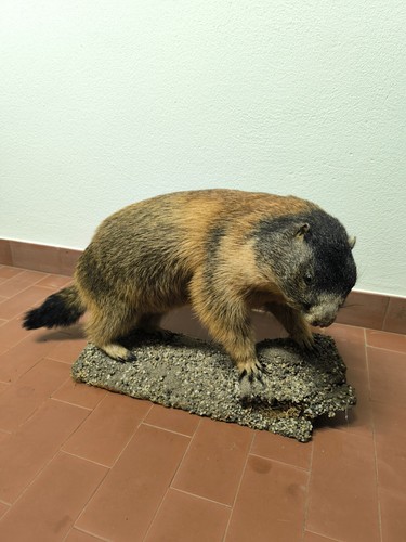 Tassidermia marmotta