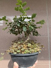 Roverella - Bonsai shohin di Quercia Roverella - Quercus pubescens