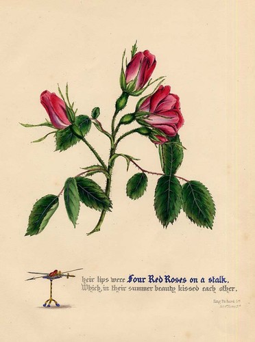 Rosa riccardo iii - re,
