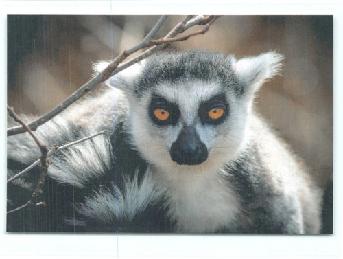 Cartolina postale katta - 1,