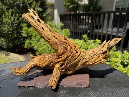 Cholla driftwood acquari pesci - cholla,