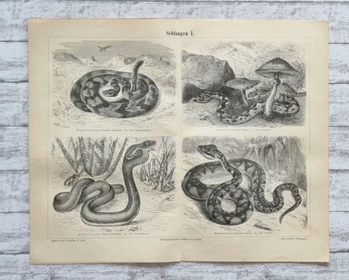 Serpenti buschmeister lontra - serpenti,