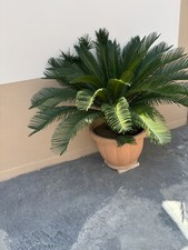 Cycas