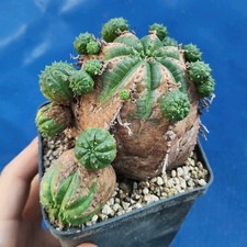 Euphorbia obesa "IPER