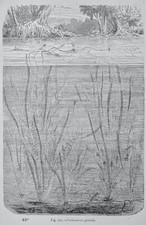 c1872 Antica stampa figurina