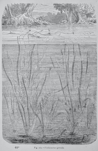 C1872 antique figuier print - c1872,