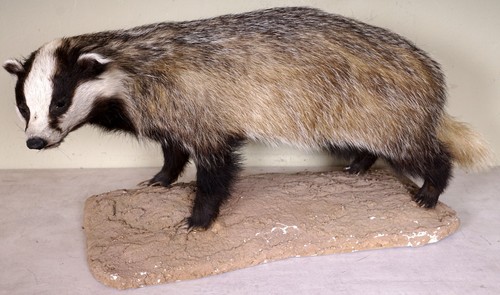 Bellissimo tasso tassidermia