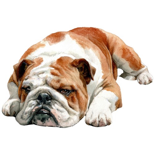 Adesivi bulldog auto - 4,