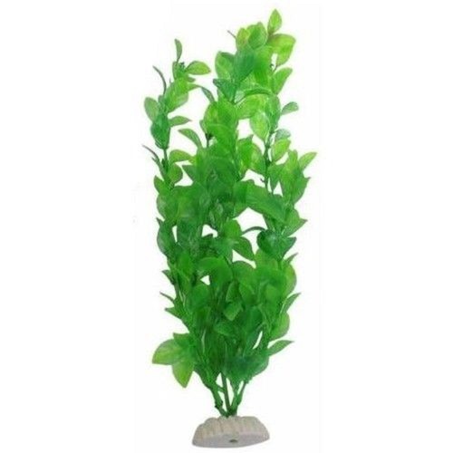Pianta piantina - pianta,