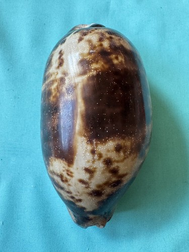 Grande cypraea testudinaria - cypraea,