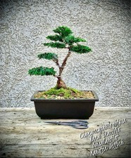 Chamaecyparis obtusa nana - obtusa, "nana