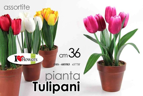 Pianta tulipano cm - pianta,