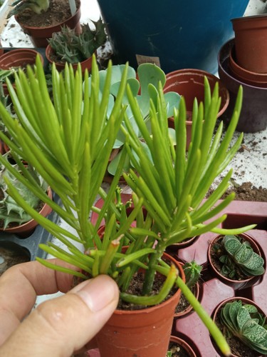 Senecio archeri pianta - archeri, 8