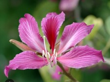 Pianta bauhinua - bauhinua,