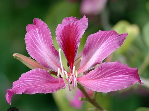 Pianta bauhinua - ,