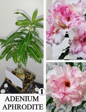 ADENIUM AFRODITE N1 ROSA DI