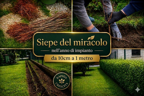 Piante siepe del - piante,