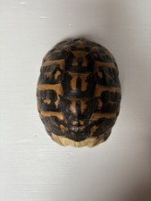 Guscio vero di tartaruga con carapace e piastrone