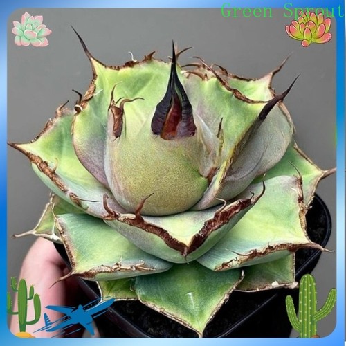 Agave titanota pantera - cm,