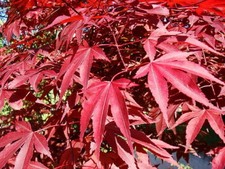 Acero rosso giapponese "Acer