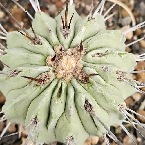 Copiapoa dealbata cactus
