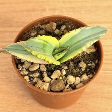 Agave titanota White ice f