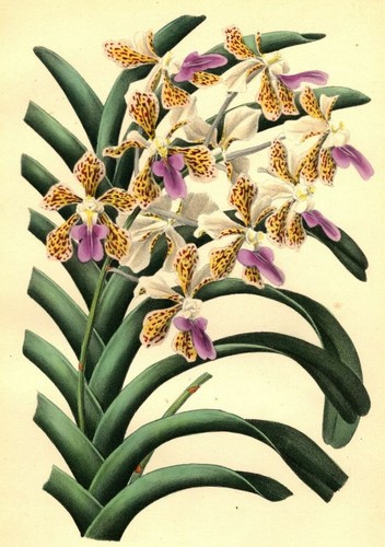 Décoration fleur orchidée - fleur,