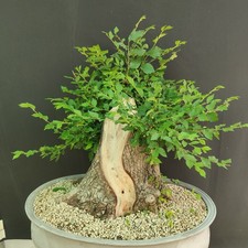 Pre bonsai olmo campestre - pre,