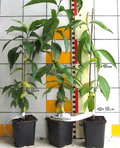 Prunus persica dixired - prunus,