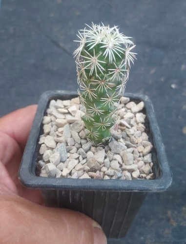 Coryphantha potosina - coryphantha,