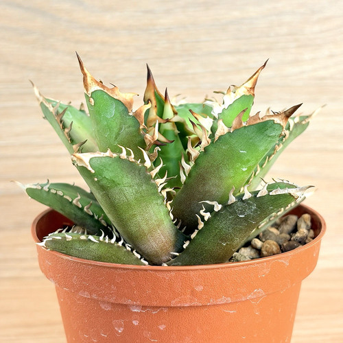 Agave titanota red - titanota,